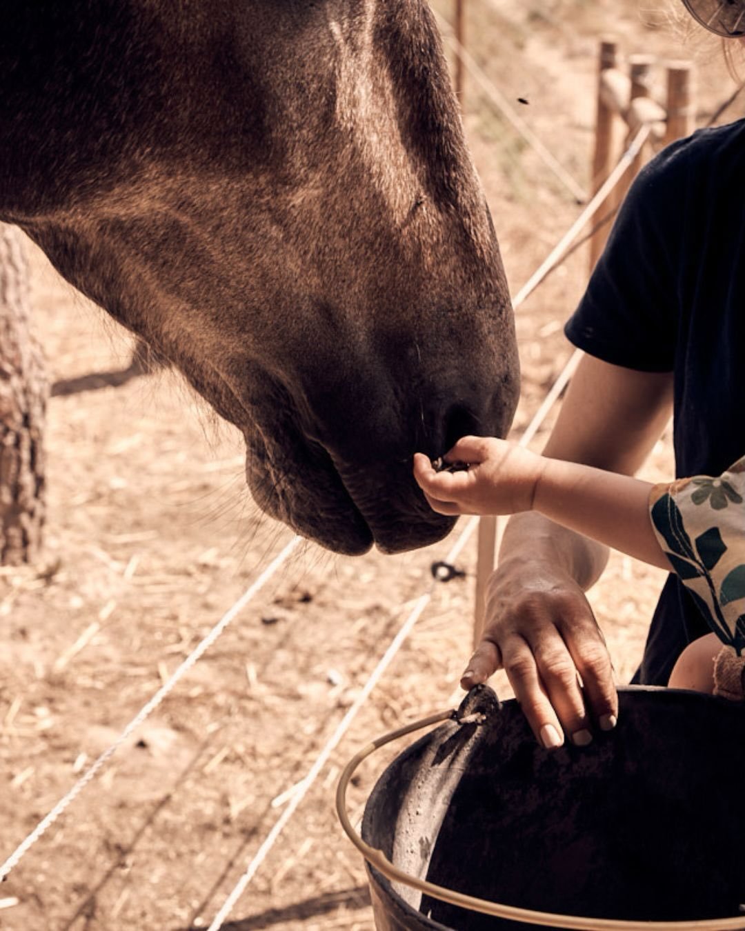 Hand-feeding one of the horses on the farm
