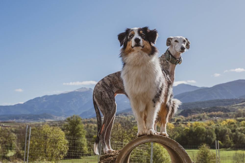 Two dogs standing on a tyre with the Cerdanya valley behind them