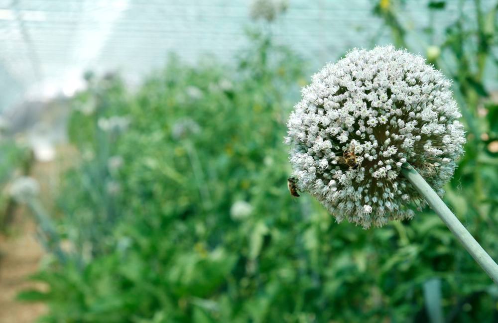 A bee on an allium flower inside the greenhouse at Cerdanya Viva